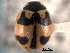  (Coccinella hieroglyphica kirbyi - CNC COLEO 00154089)  @13 [ ] CreativeCommons - Attribution (2012) CNC/CBG Photography Group Centre for Biodiversity Genomics