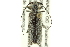  ( - CNC COLEO 00154840)  @14 [ ] CreativeCommons - Attribution (2012) CNC/CBG Photography Group Centre for Biodiversity Genomics