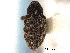  ( - CNC COLEO 00157813)  @11 [ ] CreativeCommons - Attribution (2012) CNC/CBG Photography Group Centre for Biodiversity Genomics
