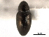 ( - CNC COLEO 00157831)  @11 [ ] CreativeCommons - Attribution (2012) CNC/CBG Photography Group Centre for Biodiversity Genomics