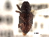  (Tyloderma sphaerocarpae - CNC COLEO 00157836)  @11 [ ] CreativeCommons - Attribution (2012) CNC/CBG Photography Group Centre for Biodiversity Genomics