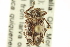 ( - CNC COLEO 00157861)  @11 [ ] CreativeCommons - Attribution (2012) CNC/CBG Photography Group Centre for Biodiversity Genomics