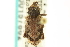  ( - CNC COLEO 00157862)  @12 [ ] CreativeCommons - Attribution (2012) CNC/CBG Photography Group Centre for Biodiversity Genomics