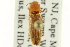  (Megapenthes rufilabris - CNC COLEO 00158678)  @11 [ ] CreativeCommons - Attribution (2012) CNC/CBG Photography Group Centre for Biodiversity Genomics