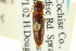  (Megapenthes megalops - CNC COLEO 00158681)  @11 [ ] CreativeCommons - Attribution (2012) CNC/CBG Photography Group Centre for Biodiversity Genomics