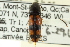  ( - CNC COLEO 00158683)  @11 [ ] CreativeCommons - Attribution (2012) CNC/CBG Photography Group Centre for Biodiversity Genomics