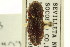  ( - CNC COLEO 00158753)  @11 [ ] CreativeCommons - Attribution (2012) CNC/CBG Photography Group Centre for Biodiversity Genomics