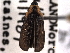  ( - CNC COLEO 00151982)  @11 [ ] CreativeCommons - Attribution (2012) CNC/CBG Photography Group Centre for Biodiversity Genomics