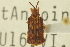  ( - CNC COLEO 00151991)  @11 [ ] CreativeCommons - Attribution (2012) CNC/CBG Photography Group Centre for Biodiversity Genomics