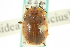  ( - CNC COLEO 00152023)  @13 [ ] CreativeCommons - Attribution (2012) CNC/CBG Photography Group Centre for Biodiversity Genomics