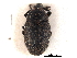  (Larinus - CNC COLEO 00153754)  @14 [ ] CreativeCommons - Attribution (2012) CNC/CBG Photography Group Centre for Biodiversity Genomics