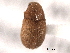  ( - CNC COLEO 00106048)  @12 [ ] CreativeCommons - Attribution (2012) CNC/CBG Photography Group Centre for Biodiversity Genomics