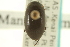  ( - CNC COLEO 00150022)  @11 [ ] CreativeCommons - Attribution (2012) CNC/CBG Photography Group Centre for Biodiversity Genomics
