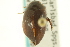  ( - CNC COLEO 00150024)  @11 [ ] CreativeCommons - Attribution (2012) CNC/CBG Photography Group Centre for Biodiversity Genomics