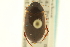  ( - CNC COLEO 00150029)  @11 [ ] CreativeCommons - Attribution (2012) CNC/CBG Photography Group Centre for Biodiversity Genomics