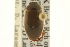  (Agabus canadensis - CNC COLEO 00150051)  @11 [ ] CreativeCommons - Attribution (2012) CNC/CBG Photography Group Centre for Biodiversity Genomics