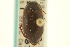  ( - CNC COLEO 00150074)  @11 [ ] CreativeCommons - Attribution (2012) CNC/CBG Photography Group Centre for Biodiversity Genomics