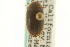  ( - CNC COLEO 00150081)  @11 [ ] CreativeCommons - Attribution (2012) CNC/CBG Photography Group Centre for Biodiversity Genomics