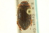 (Agabus disintegratus - CNC COLEO 00150083)  @11 [ ] CreativeCommons - Attribution (2012) CNC/CBG Photography Group Centre for Biodiversity Genomics