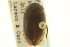  ( - CNC COLEO 00150113)  @13 [ ] CreativeCommons - Attribution (2012) CNC/CBG Photography Group Centre for Biodiversity Genomics
