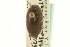  ( - CNC COLEO 00150114)  @12 [ ] CreativeCommons - Attribution (2012) CNC/CBG Photography Group Centre for Biodiversity Genomics