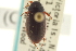  ( - CNC COLEO 00150136)  @11 [ ] CreativeCommons - Attribution (2012) CNC/CBG Photography Group Centre for Biodiversity Genomics