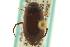  ( - CNC COLEO 00150142)  @12 [ ] CreativeCommons - Attribution (2012) CNC/CBG Photography Group Centre for Biodiversity Genomics