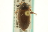  ( - CNC COLEO 00150143)  @12 [ ] CreativeCommons - Attribution (2012) CNC/CBG Photography Group Centre for Biodiversity Genomics
