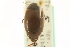  (Agabus smithi - CNC COLEO 00150163)  @13 [ ] CreativeCommons - Attribution (2012) CNC/CBG Photography Group Centre for Biodiversity Genomics