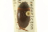  ( - CNC COLEO 00150171)  @11 [ ] CreativeCommons - Attribution (2012) CNC/CBG Photography Group Centre for Biodiversity Genomics