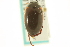  (Agabus subfuscatus - CNC COLEO 00150172)  @13 [ ] CreativeCommons - Attribution (2012) CNC/CBG Photography Group Centre for Biodiversity Genomics
