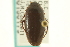  ( - CNC COLEO 00150179)  @13 [ ] CreativeCommons - Attribution (2012) CNC/CBG Photography Group Centre for Biodiversity Genomics