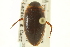  ( - CNC COLEO 00150181)  @13 [ ] CreativeCommons - Attribution (2012) CNC/CBG Photography Group Centre for Biodiversity Genomics