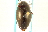 ( - CNC COLEO 00150232)  @14 [ ] CreativeCommons - Attribution (2012) CNC/CBG Photography Group Centre for Biodiversity Genomics