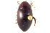  (Ilybius incarinatus - CNC COLEO 00150247)  @13 [ ] CreativeCommons - Attribution (2012) CNC/CBG Photography Group Centre for Biodiversity Genomics