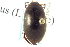  ( - CNC COLEO 00150263)  @13 [ ] CreativeCommons - Attribution (2012) CNC/CBG Photography Group Centre for Biodiversity Genomics