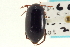  (Ilybius wasastjernae - CNC COLEO 00150288)  @13 [ ] CreativeCommons - Attribution (2012) CNC/CBG Photography Group Centre for Biodiversity Genomics