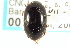  (Agabinus - CNC COLEO 00150298)  @14 [ ] CreativeCommons - Attribution (2012) CNC/CBG Photography Group Centre for Biodiversity Genomics