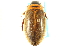  (Colymbetes densus - CNC COLEO 00150309)  @14 [ ] CreativeCommons - Attribution (2012) CNC/CBG Photography Group Centre for Biodiversity Genomics