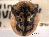  ( - CNC COLEO 00152049)  @11 [ ] CreativeCommons - Attribution (2012) CNC/CBG Photography Group Centre for Biodiversity Genomics