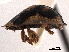  ( - CNC COLEO 00152051)  @11 [ ] CreativeCommons - Attribution (2012) CNC/CBG Photography Group Centre for Biodiversity Genomics