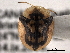  ( - CNC COLEO 00152052)  @11 [ ] CreativeCommons - Attribution (2012) CNC/CBG Photography Group Centre for Biodiversity Genomics