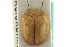  ( - CNC COLEO 00152062)  @11 [ ] CreativeCommons - Attribution (2012) CNC/CBG Photography Group Centre for Biodiversity Genomics