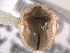  ( - CNC COLEO 00152065)  @11 [ ] CreativeCommons - Attribution (2012) CNC/CBG Photography Group Centre for Biodiversity Genomics