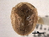  ( - CNC COLEO 00152066)  @13 [ ] CreativeCommons - Attribution (2012) CNC/CBG Photography Group Centre for Biodiversity Genomics