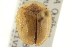  ( - CNC COLEO 00152067)  @11 [ ] CreativeCommons - Attribution (2012) CNC/CBG Photography Group Centre for Biodiversity Genomics