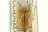  ( - CNC COLEO 00152068)  @11 [ ] CreativeCommons - Attribution (2012) CNC/CBG Photography Group Centre for Biodiversity Genomics