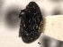  ( - CNC COLEO 00152087)  @11 [ ] CreativeCommons - Attribution (2012) CNC/CBG Photography Group Centre for Biodiversity Genomics