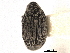  ( - CNC COLEO 00152090)  @11 [ ] CreativeCommons - Attribution (2012) CNC/CBG Photography Group Centre for Biodiversity Genomics