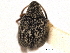  (Meibomeus - CNC COLEO 00152097)  @11 [ ] CreativeCommons - Attribution (2012) CNC/CBG Photography Group Centre for Biodiversity Genomics
